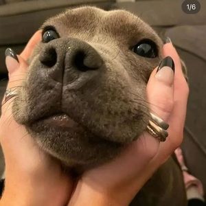 Meet your Posher, Gharyncha